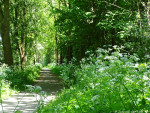 fietspad langs de Regge